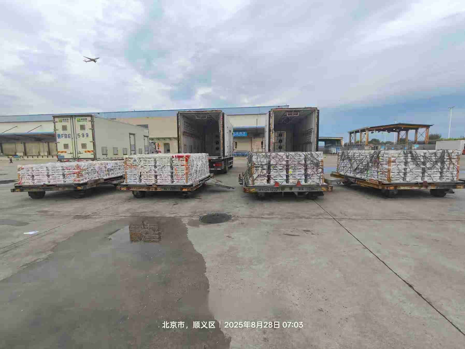【引种】ks凯时官网股份年度引种突破16万套，，，，，市占率59%稳居行业龙头