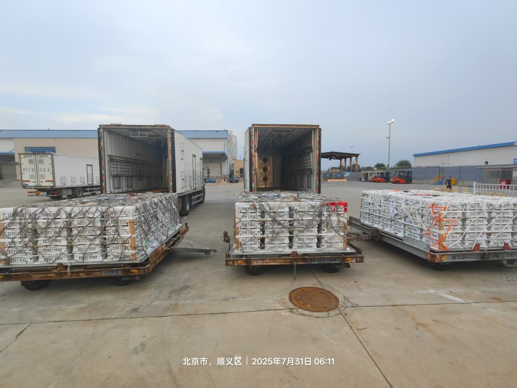 【新闻】ks凯时官网股份7月第三批1.3万套祖代种鸡顺利入场，，，，，年度引种突破13.2万套