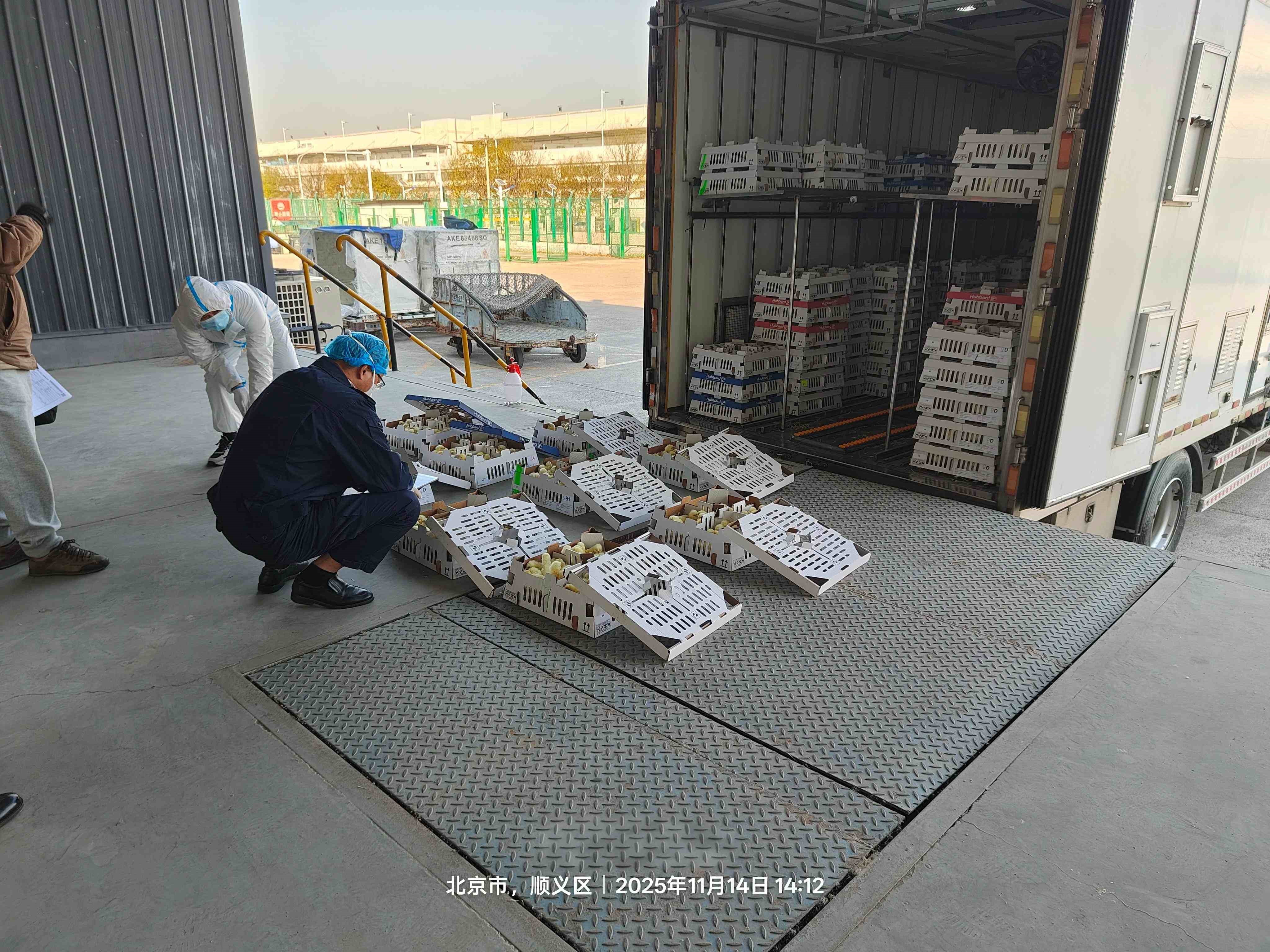 【喜讯】ks凯时官网股份再引种1.6万套祖代肉种鸡，，，，，，引种总量突破23.6万套