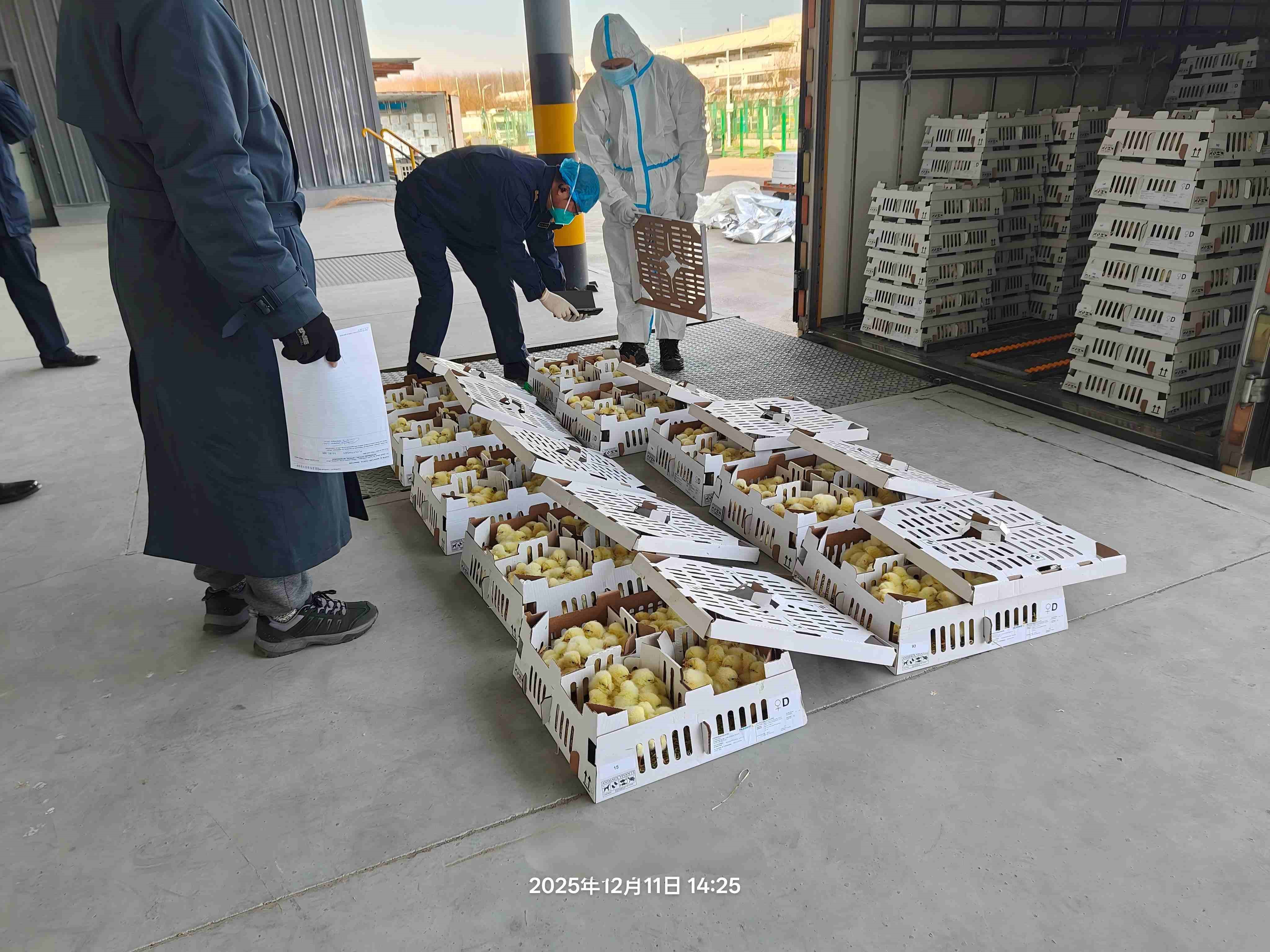 【喜讯】ks凯时官网股份年度引种圆满收官，，，，，，累计引种量高达26.6万套
